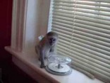 Čistokrevné kapucínské opice