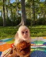 Kapucínské opice s PP