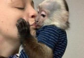 9 týdnů staré dětské opice na prodej
