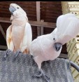 Volní a krásní papoušci kakadu k dispozici
