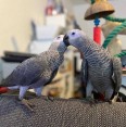 2 Zdarma dárek Afričtí papoušci  šedí k adopci