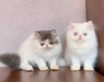 Perské kotě k dispozici