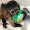 socializované dítě kapucínské opice na Vánoce