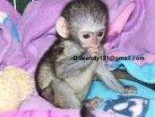 zdravé mláďata kapucínských opic na prodej.