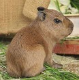 kapybary na prodej