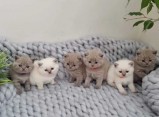 Britské krátké kotě pro adopci