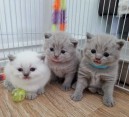 Britská koťata na prodej na prodej arka
