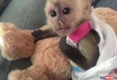 Socializovaná mláďata kapucínských opic na prodej_