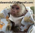 Socializovaná mláďata kapucínských opic na prodej2