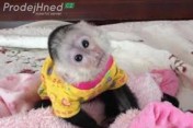 Socializovaná mláďata kapucínských opic na prode7