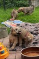 Štěňátka - Irish Soft Coated Wheaten Terrier