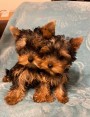 Yorkshire terrier bez PP