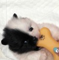 4 pomeranianské šteniatka na adopciu.