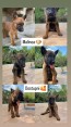 Malinois - Puppies