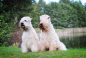 Irish Soft Coated Wheaten Terrier - štěně pejsek