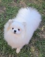 Beautiful Pomeranians BOO