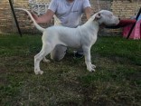 5 month old dogo argentino female for sale