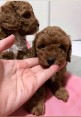 Mini poodles