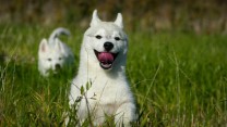 Beautiful Husky Puppies – Your Loyal Companions!