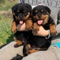 Rottweiler-puppy's