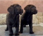 Chocolate and black Labrador Retriever puppies