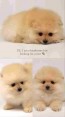 Pomeranian puppies