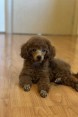 Beautiful Toy Poodle