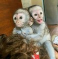 Inteligentní baby kapucínské opice k dispozici,,t,