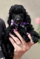 Boy black poodle