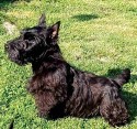 Scottish terrier puppies for sale..