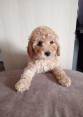 Miniature Poodles for sale