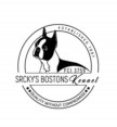 Boston terrier Puppies
