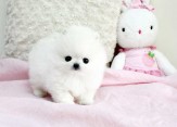 Prodám štěňátka německý špic trpasličí (pomeranian
