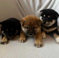 štěňátka Shiba inu