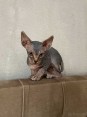 Kanadský sphynx koťátka