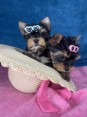 Yorkshire Terrier puppies