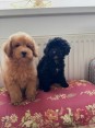Two Beautiful Sibling Puppies from Serbia