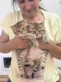 British cats on offer!