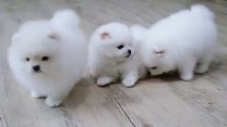 Německý špic. Mini pomeranian s PP