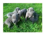 Štěňata pitbulla Štěňata pitbulla.