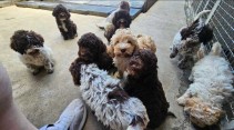 Lagoto Romagnola puppies available