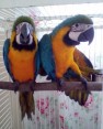 Roztomilý papoušci k dispozici