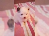 krásné Mini Trpasličí špic-Pomeranian štěňata