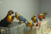 Zlatá a modrá papoušek pro prodej
