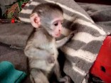 Kapucínský opice prodej