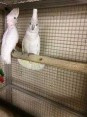 Dostupný Kakadu papoušci